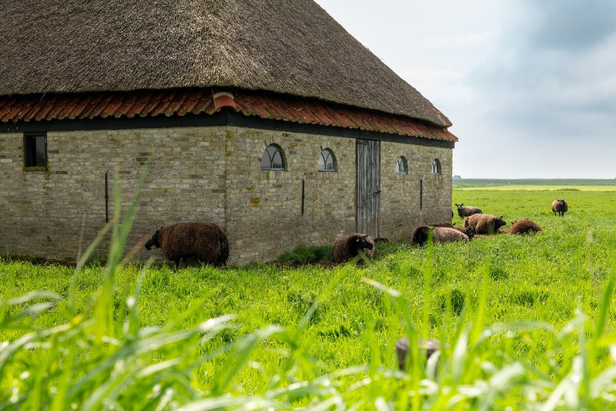 Land_van_Boer_en_Zuivel_Kaasboerderij_Wezenspyk_kaasmaken_Boerderijzuivel